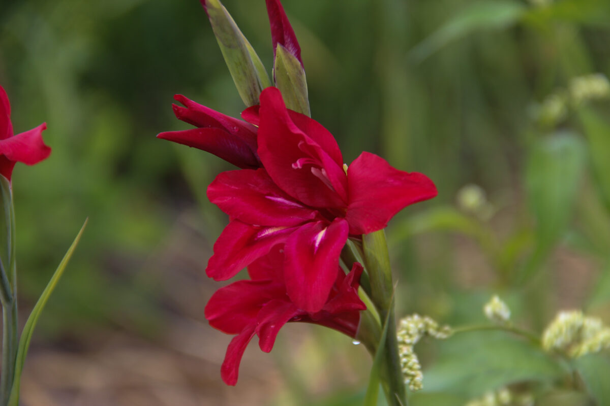 Gladiolus Ramosus Robinetta Meeuwissen Voorhout Bloembollen