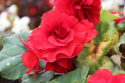 Begonia dubbel rood