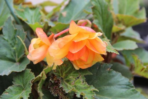 Begonia pendula cascade oranje