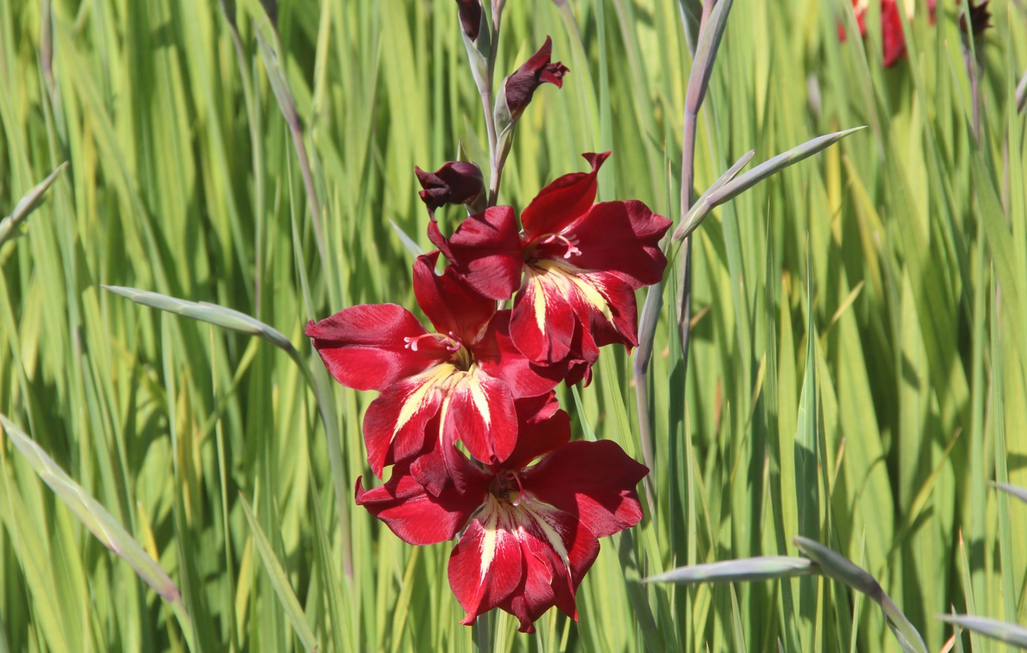 Gladiolus colvillei ‘Claudia’ Meeuwissen Voorhout Bloembollen