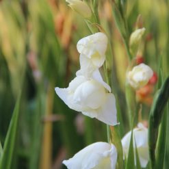 Gladiolus primulinus 'Fiona'