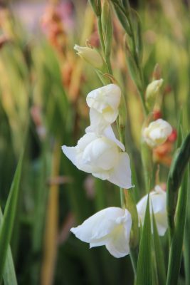 Gladiolus primulinus 'Fiona'