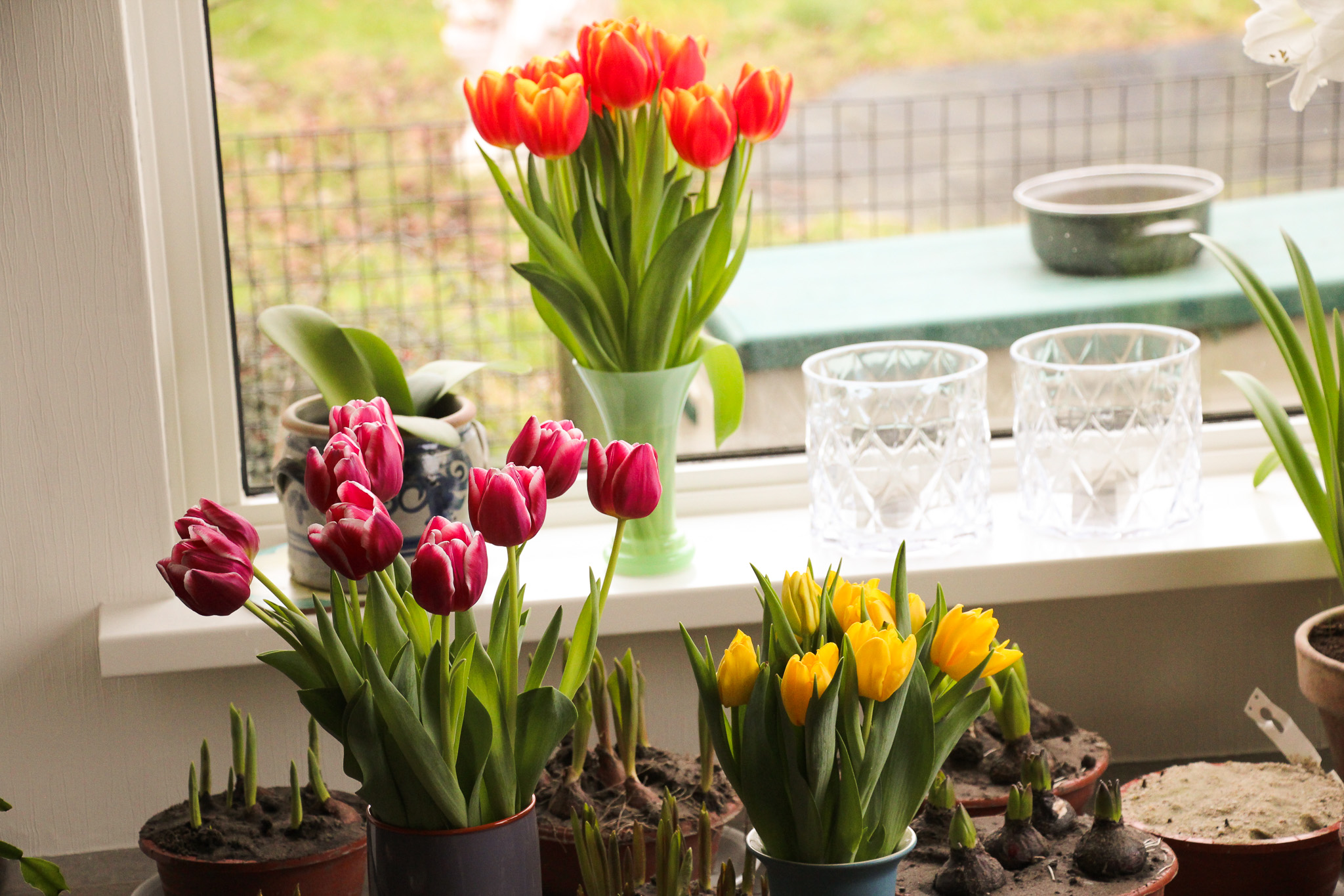 Pick of the day - Afbeelding 2