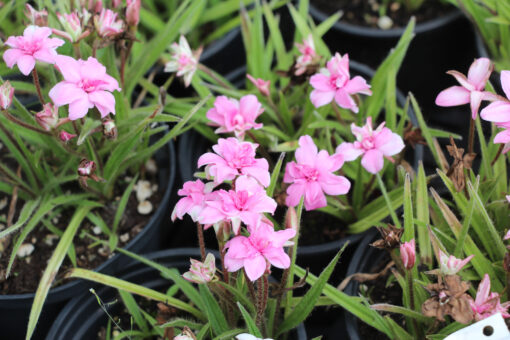 Rhodohypoxis 'Lily Jean' - Afbeelding 2