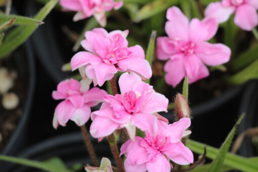 Rhodohypoxis 'Lily Jean'