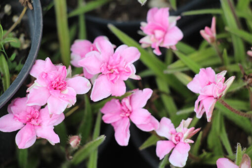 Rhodohypoxis 'Lily Jean' - Afbeelding 3