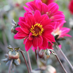 Dahlia 'Bishop of Canterbury' ®