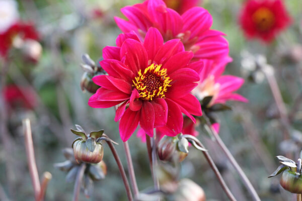 Dahlia 'Bishop of Canterbury' ®