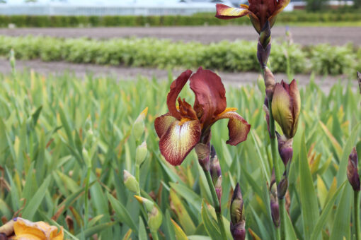 Iris germanica Kent Pride