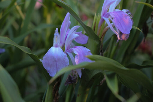 Roscoea purpurea 'Vincent'