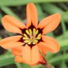 Sparaxis tricolor gemengd