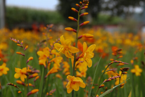 Crocosmia 'Columbus'