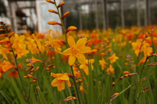 Crocosmia 'Columbus' - Afbeelding 2