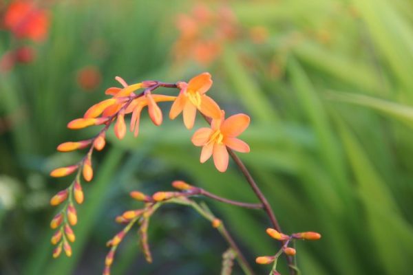 Crocosmia mathewsiana