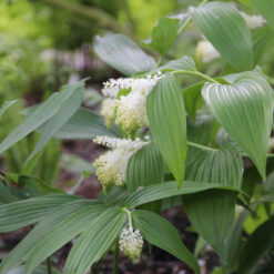 Smilacina racemosa