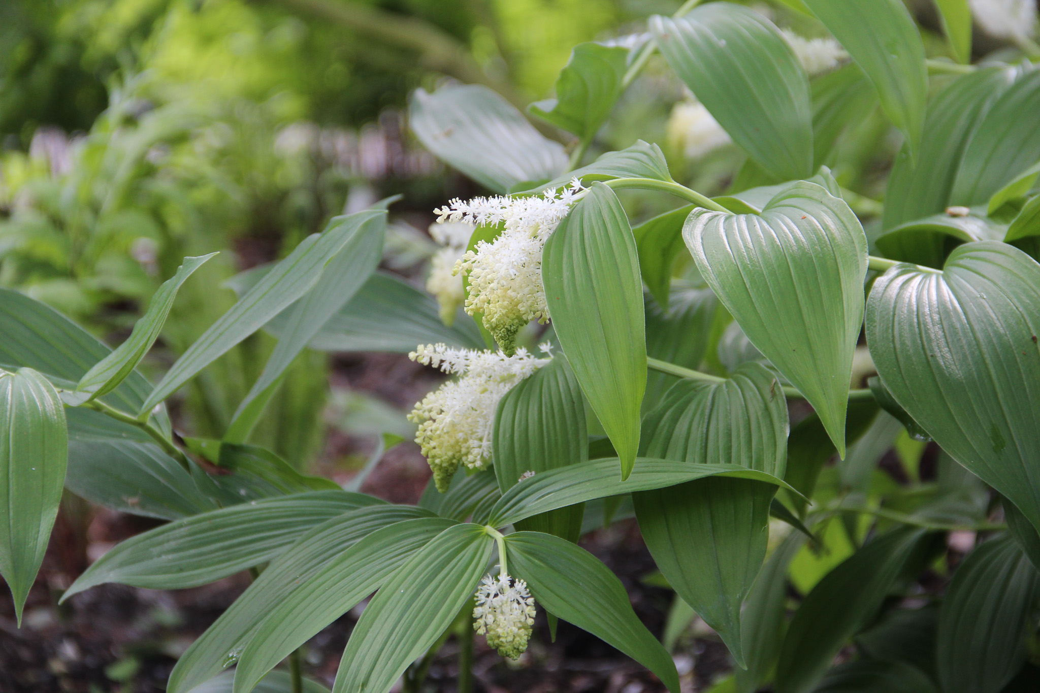 Smilacina racemosa