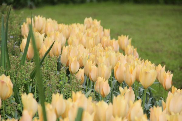 Tulipa batalinii 'Bright Gem'