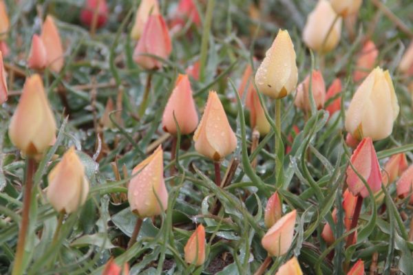 Tulipa batalinii mix