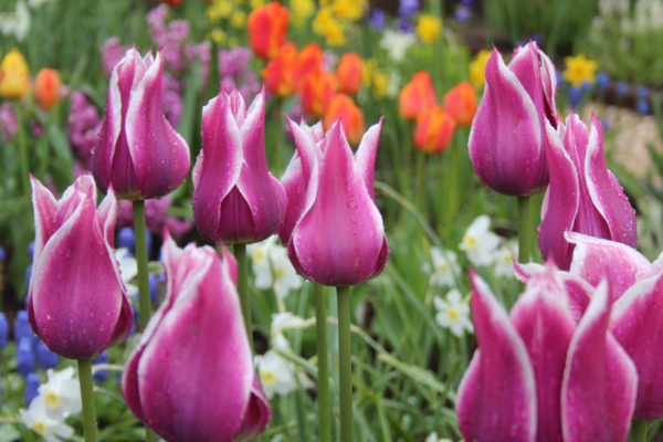 Tulipa 'Ballade'