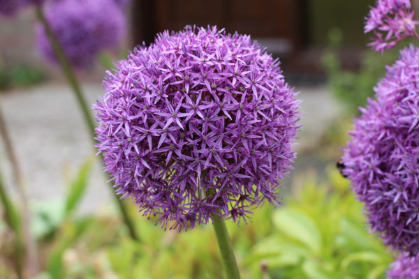 Allium 'Globemaster'