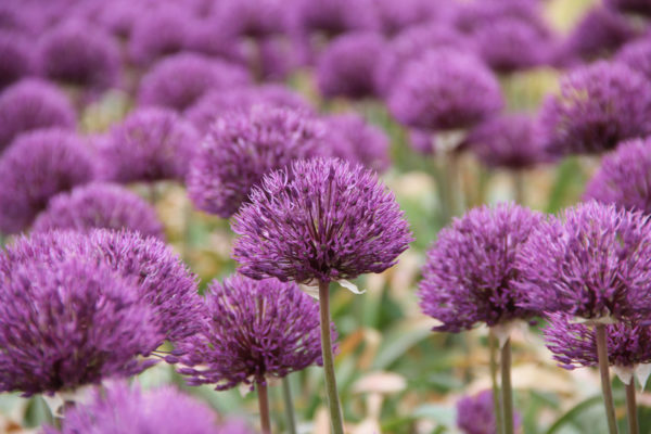 Allium 'Powder Puff'