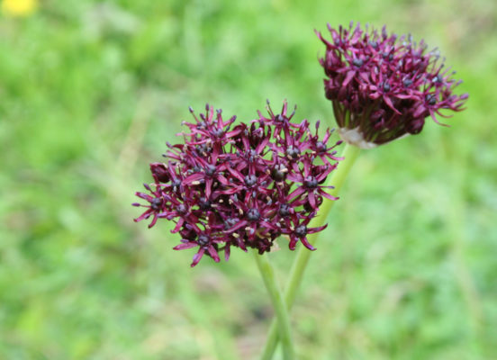 Allium atropurpureum