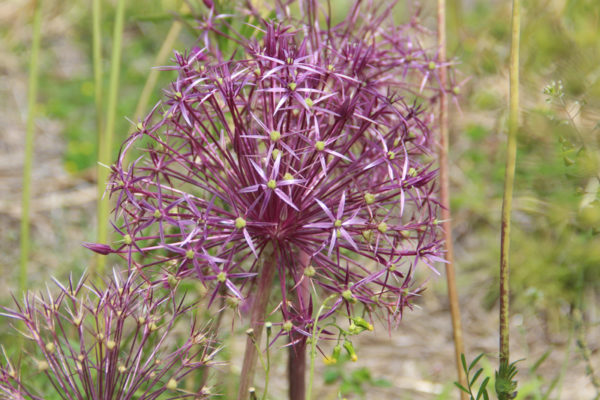 Allium christophii