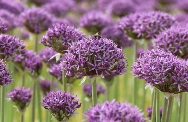Allium 'Violet Beauty'