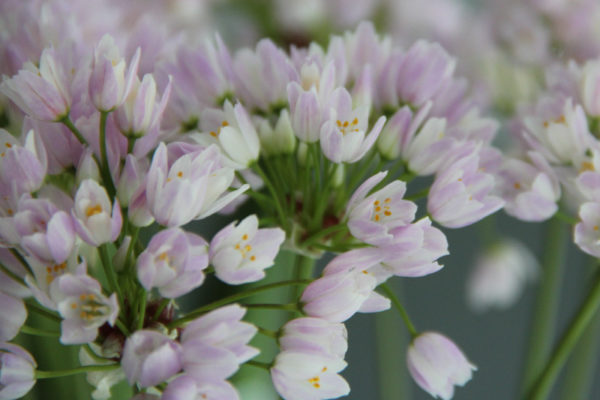Allium roseum 'Grandiflorum'