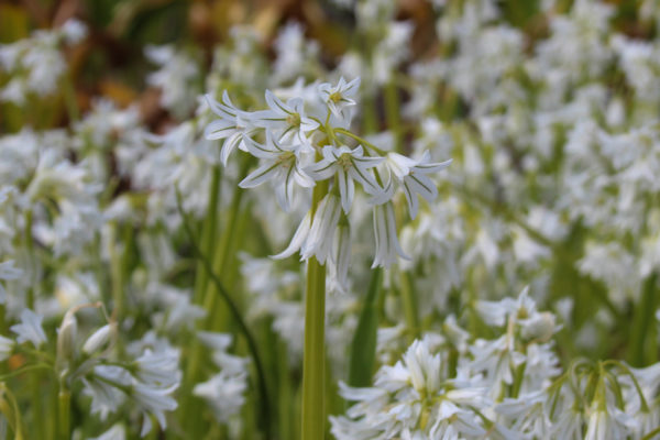 Allium triquetrum