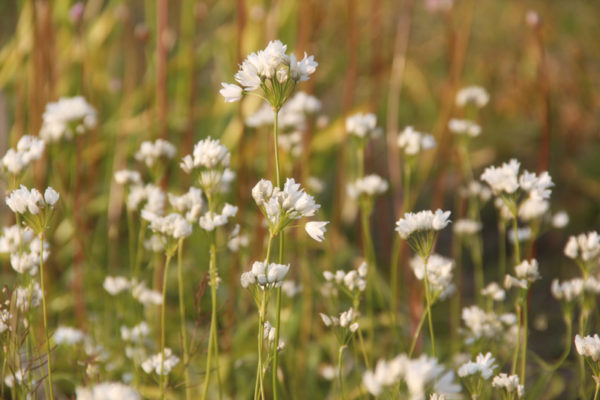 Allium zebdanense