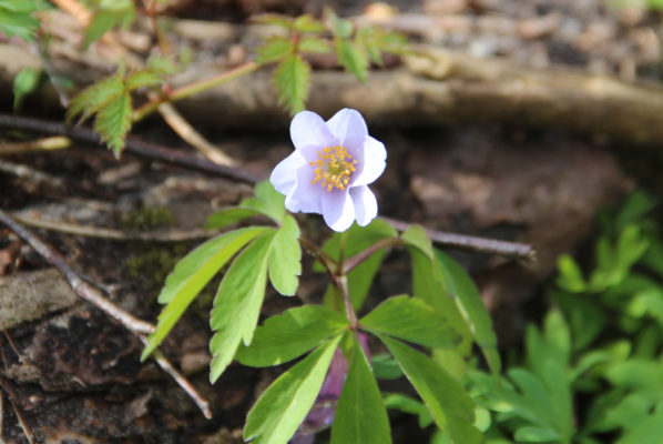 Anemone nemorosa 'Robinsoniana'