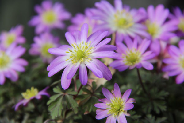 Anemone blanda 'Charmer'