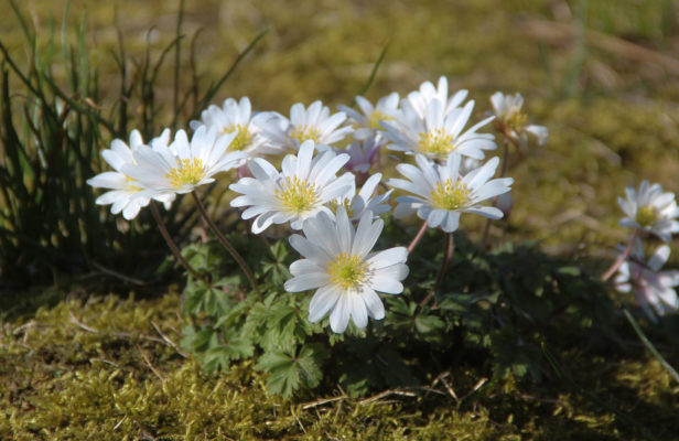 Anemone blanda 'White Splendour'