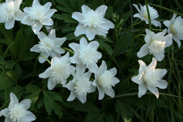 Anemone nemorosa 'Vestal'