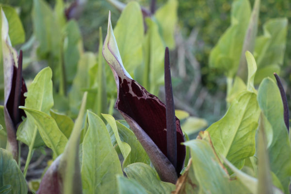 Arum dioscoridis