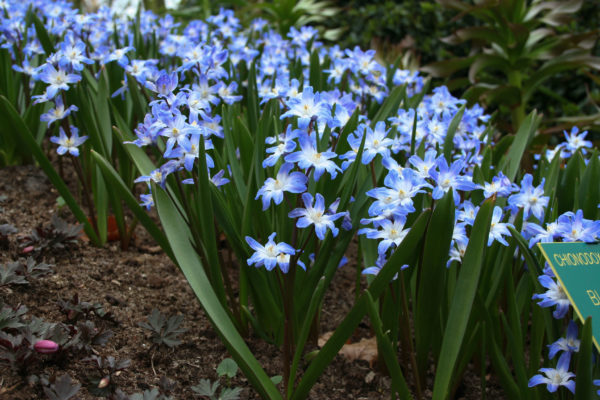 Chionodoxa forbesii 'Blue Giant'