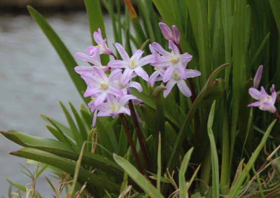 Chionodoxa forbesii 'Pink Giant'