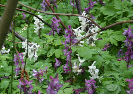 Corydalis bulbosa (cava)
