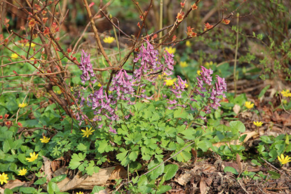 Corydalis solida