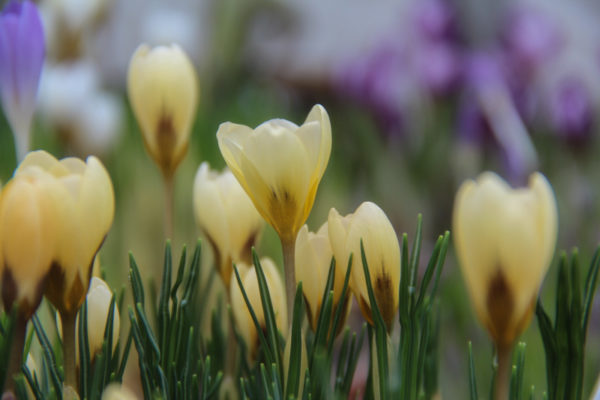 Crocus chrysanthus 'Cream Beauty'