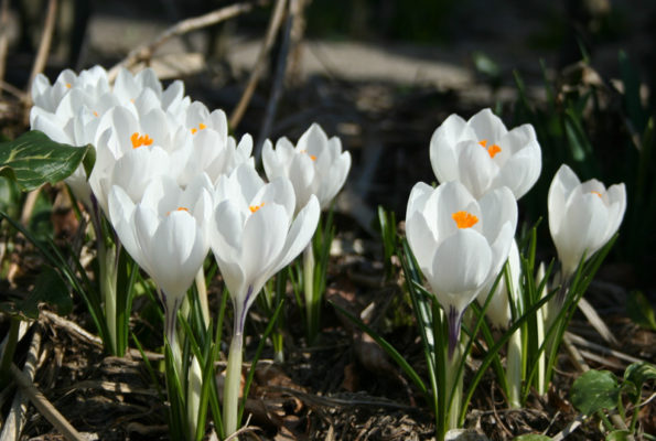 Crocus vernus 'Jeanne d'Arc'