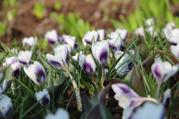 Crocus chrysanthus 'Prins Claus'