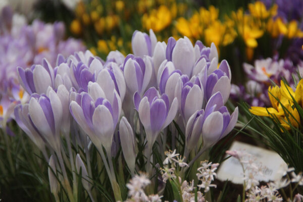 Crocus vernus 'Vanquard'