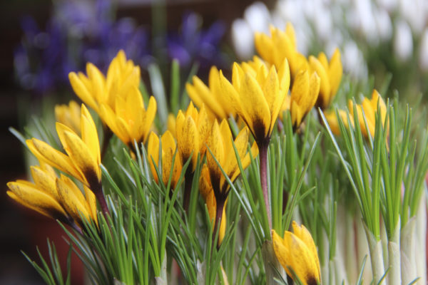 Crocus korolkowii
