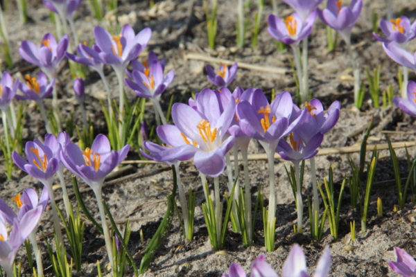 Crocus tommasinianus 'Barr's Purple'
