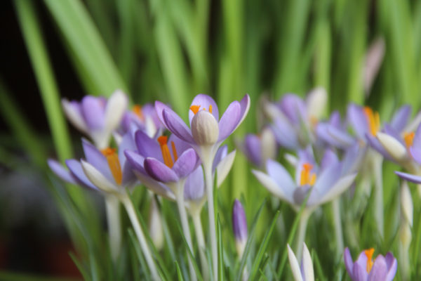 Crocus tommasinianus 'Lilac Beauty'