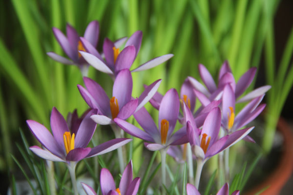 Crocus tommasinianus 'Roseus'