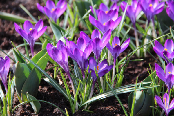 Crocus tommasinianus 'Ruby Giant'
