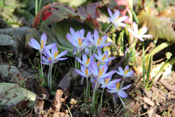 Crocus tommasinianus